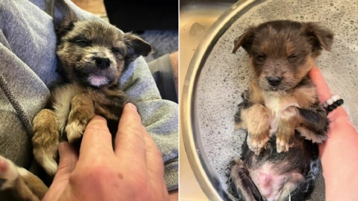 A caring family encountered a stray puppy and chose to provide him with a lifetime of joy