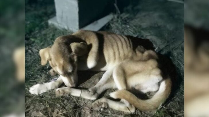 Sick dog lying under cart waiting to die and then a miracle appeared