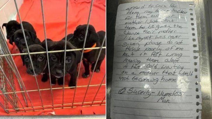 Shelter personnel were deeply moved to tears by a message left by a homeless individual beside a group of puppies