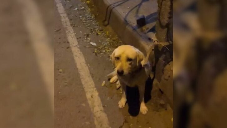 A woman was astonished upon discovering a puppy secured to a pole, prompting her to rush to its rescue