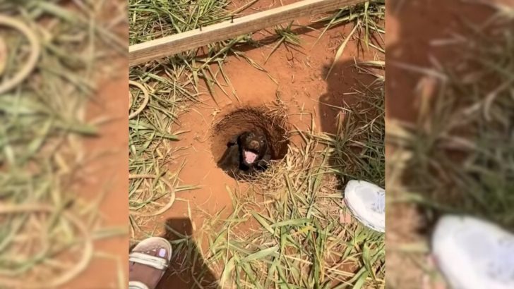 A boy on his way home from school heard a strange noise and was shocked to discover a dog stuck in a hole