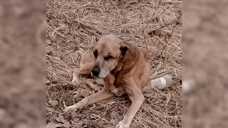 Rescuers retrieved an abandoned puppy from the frigid conditions, only to discover a heartbreaking truth during the veterinary examination