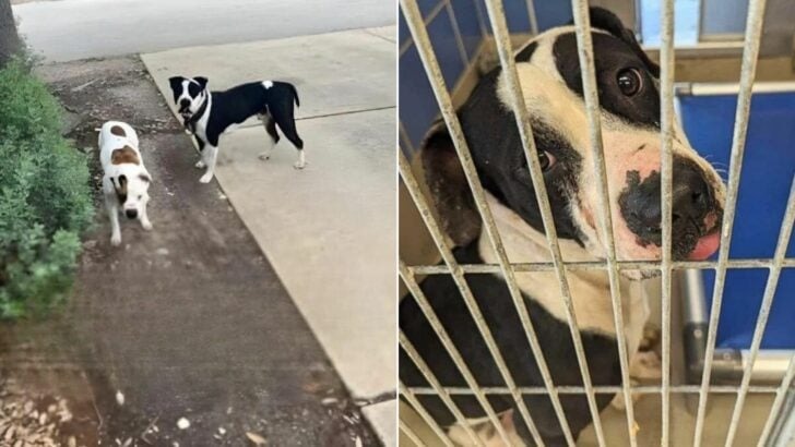 Heartbroken Pit Bull Watches His Best Friend Get Adopted, Leaving Him Alone and Lonely at Shelter