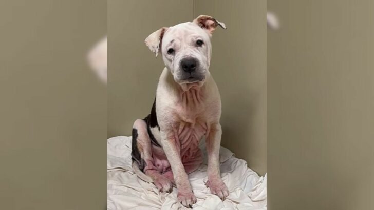 A frightened dog trembling in her shelter kennel uncovers the joys of life