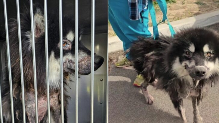 A Severely Neglected Husky Undergoes a Remarkable Transformation Following Rescue