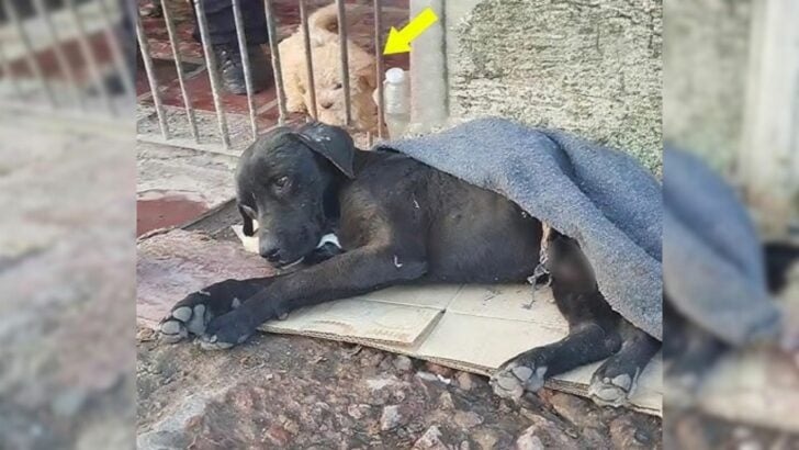 A dog got stuck in a well after a serious accident; luckily a miracle happened to the dog in the end