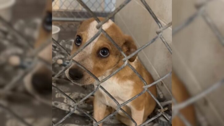 A man entered the shelter with the intention of adopting a dog, only to encounter an exceptionally charming puppy