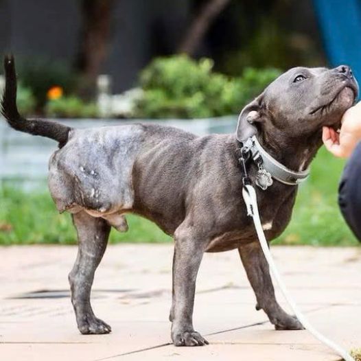 Because of a disability in one leg, this dog was abandoned by its owner, but it is always happy to welcome anyone who wants to come near it