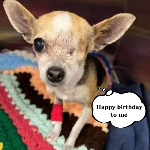 It’s my birthday today but I haven’t received any birthday wishes yet, is it because I’m a blind dog?