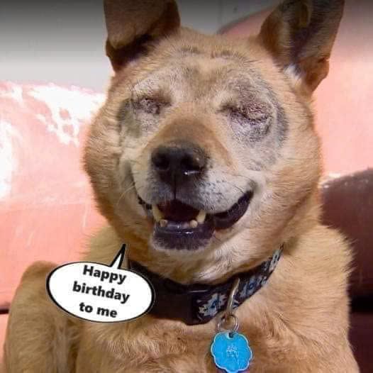 I know I’m lacking in many ways and no one would like a blind dog, but I still hope to receive wishes on my birthday today