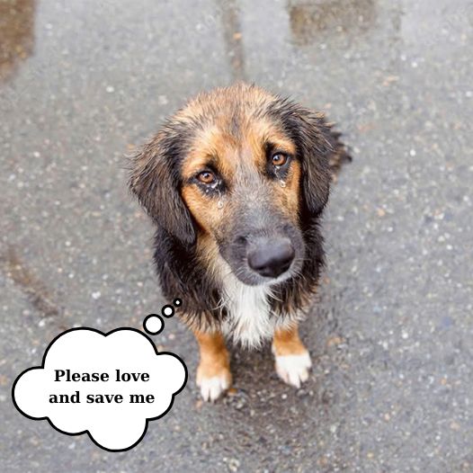 This stray dog ​​is using his pitiful eyes to beg for love and help from passersby