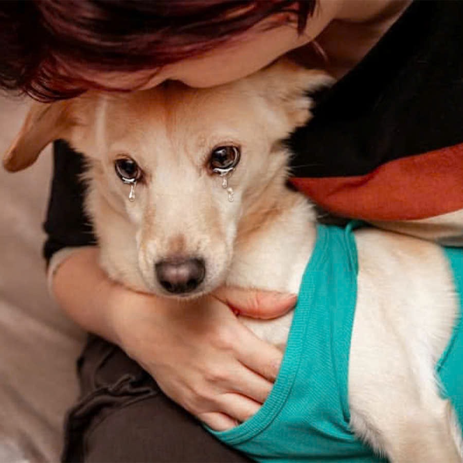 This abandoned dog cried a lot when he received love from someone who wanted to adopt him