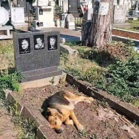 This dog could not accept that its owner had left it forever, and every day it lay next to its deceased owner’s grave