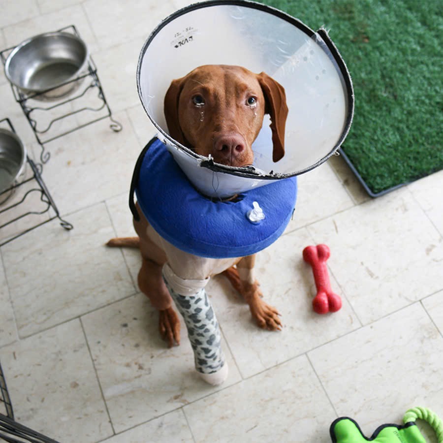 This dog cried a lot every time he remembered the abuse from his previous owner that made him a disabled dog