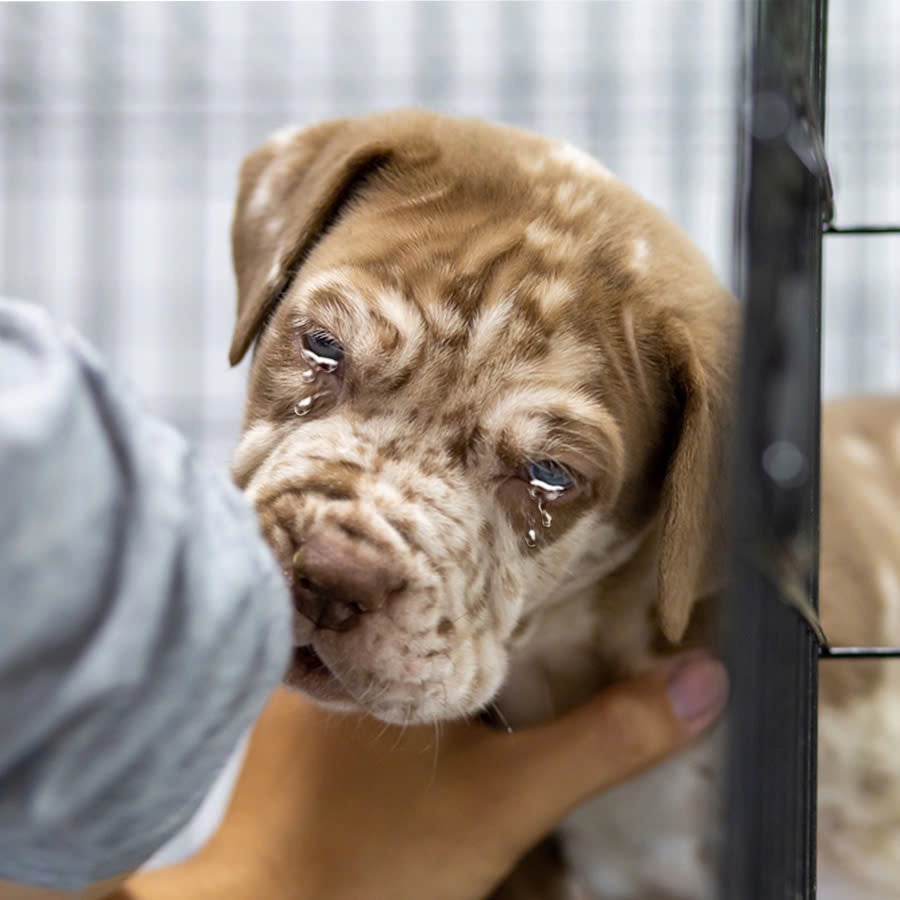 Since being brought to the shelter by his parents, this puppy has only cried a lot and has not eaten or drunk anything