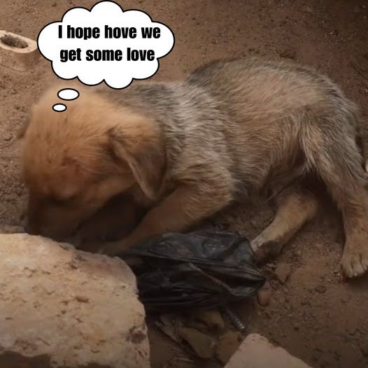 It was heartbreaking to see this puppy abandoned in a wasteland, eating dirt because he was so hungry