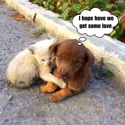 This puppy and kitten were both abandoned and they only depend on each other to survive