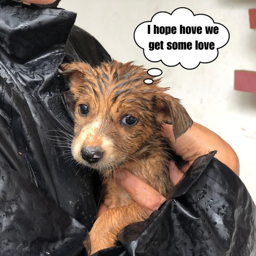 A man was shocked to find this puppy wrapped in a plastic bag and thrown on a street corner in the middle of a heavy rainstorm