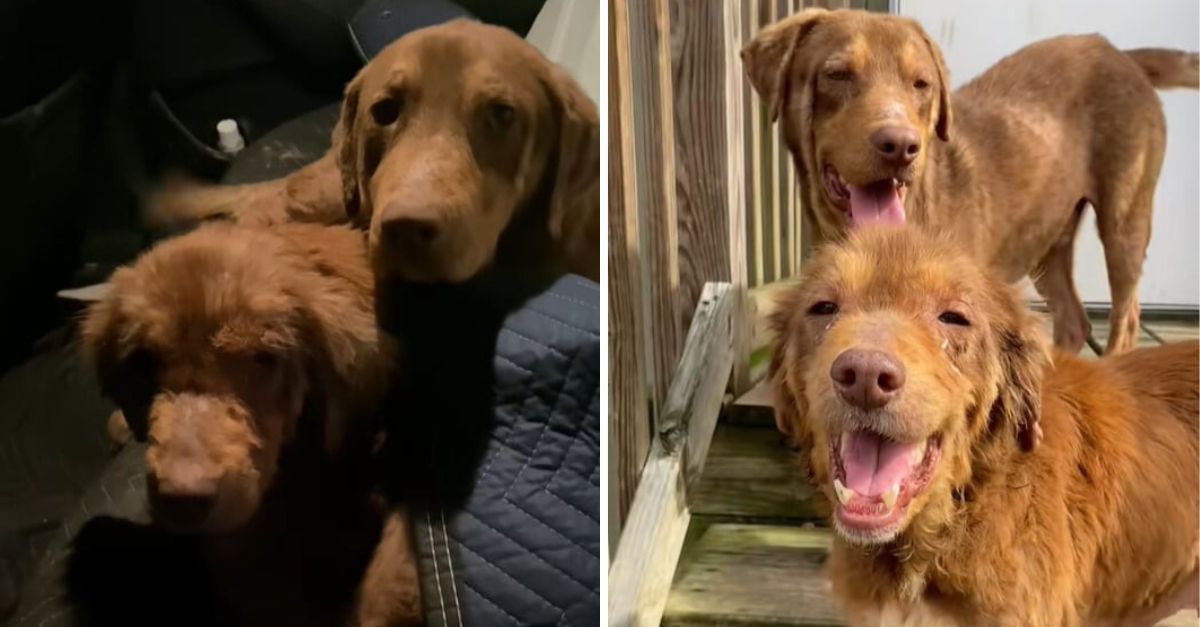 A pair of dogs found abandoned under a house have now been transformed into vibrant new companions