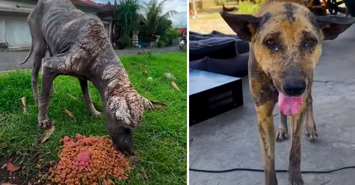 A sad dinosaur-like dog was abandoned on the streets, now has an amazing transformation