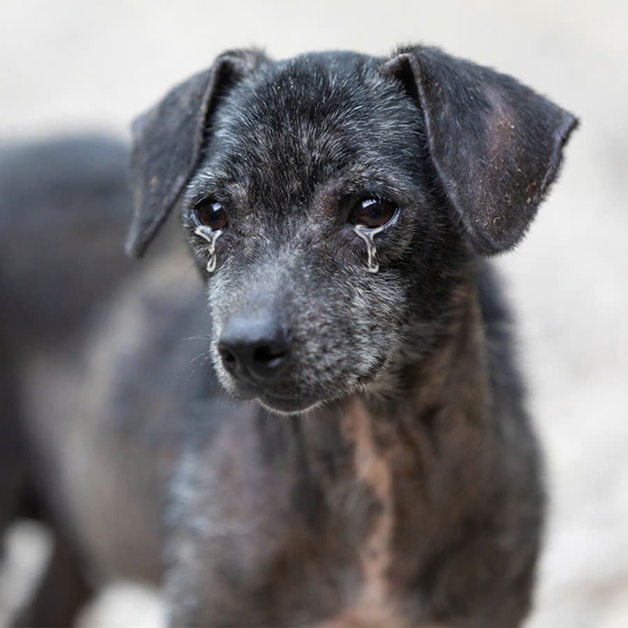 This stray dog ​​cried when he saw other dogs happy with their families, he secretly wished for a forever home