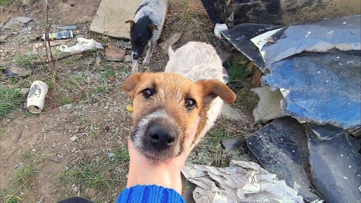 Two Puppies Rescued from a Trash Heap Now Enjoy Their Dream Lives