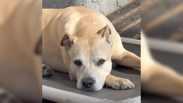 A family provided this dog with a second opportunity after rescuing him from a junkyard, only to later receive some devastating news