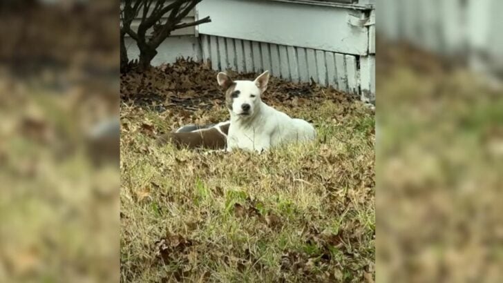 Rescuers were astonished to discover a mother dog and her puppies shivering in the frigid temperatures beside an unoccupied house