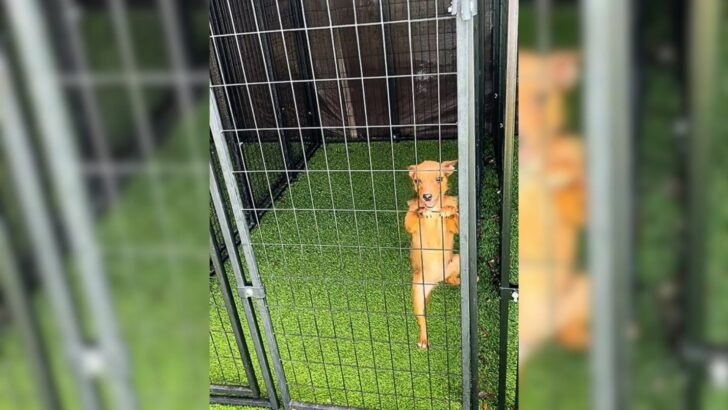 A shelter dog, yearning for a loving home, felt such profound loneliness that she implored the staff for a comforting embrace