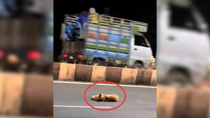 A dog that was struck by vehicles remains still in the center of the highway, until an unexpected miracle occurs