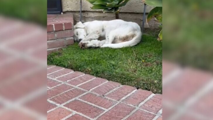 A woman came out of her house, was surprised to find a cute stray puppy resting in her yard and then decided to give it a real home