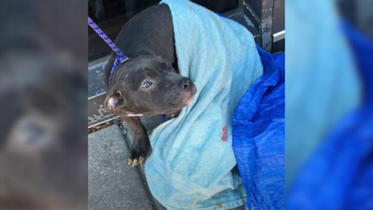 A Bystander Observes Unusual Activity in a Dumpster, Only to Discover It Is a Critically Ill Animal