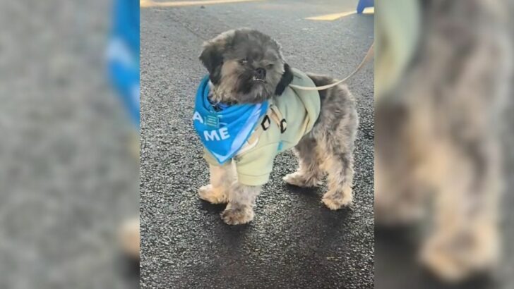 A Heartbroken Shelter Dog Becomes Withdrawn After Being Ignored at an Adoption Event