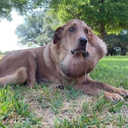 This dog has a large tumor on its neck and this is also the reason why it has been rejected for adoption many times