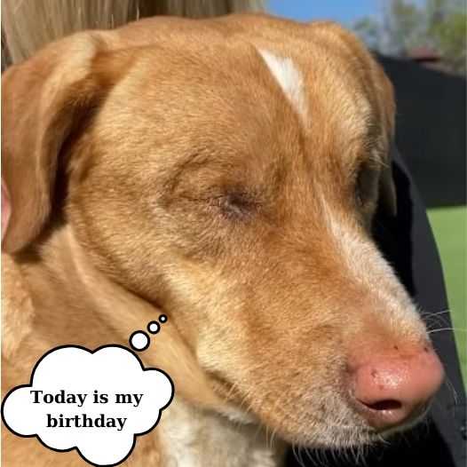 I am a blind dog from birth, I know many people will not like it but I still wait for wishes on my birthday today