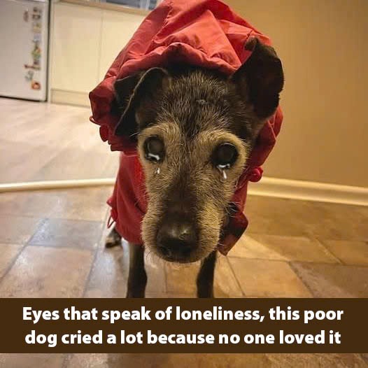 Eyes that speak of loneliness, this poor dog cried a lot because no one loved it