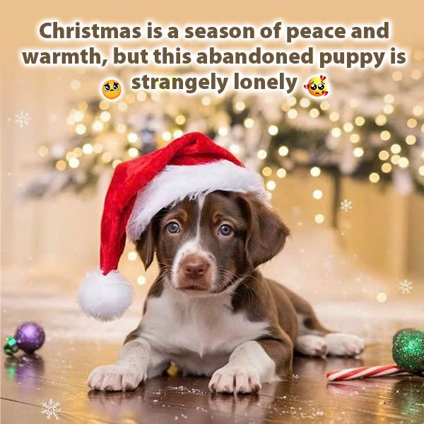 Christmas is a season of peace and warmth, but this abandoned puppy is strangely lonely