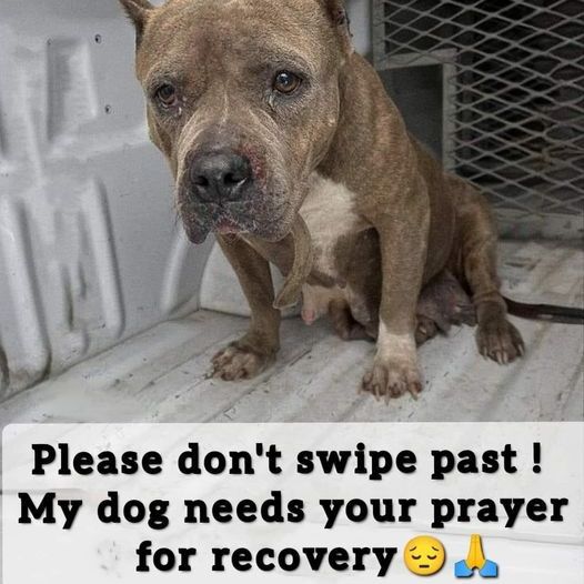 This poor dog has been in the shelter for 6 years, and until now he is still waiting for a kind family to adopt and love him