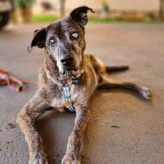 I know I don’t have a good-looking appearance like other dogs but today is my birthday so I still hope to receive many good wishes from everyone