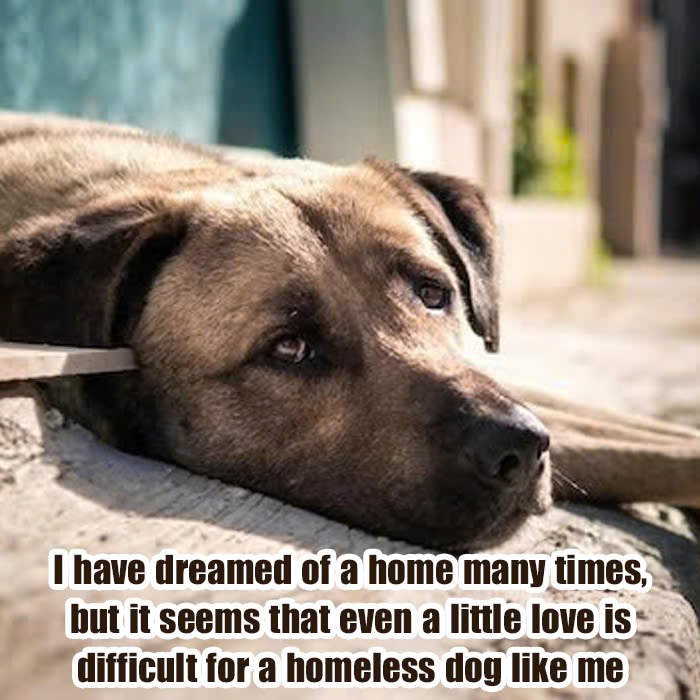 I have dreamed of a home many times, but it seems that even a little love is difficult for a homeless dog like me