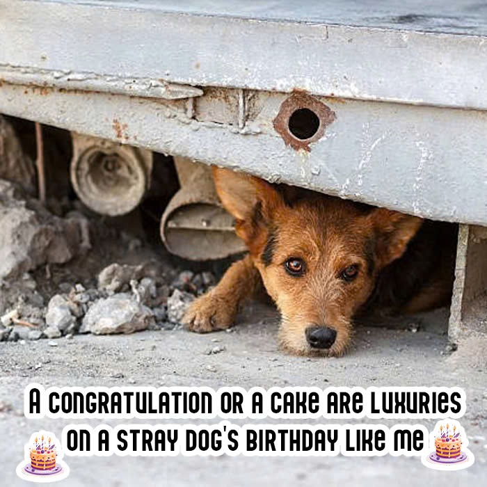 A congratulation or a cake are luxuries on a stray dog’s birthday like me