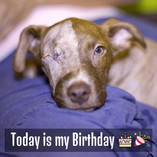 Today is my birthday but until now I still haven’t received any birthday wishes, is it because I’m a blind dog?