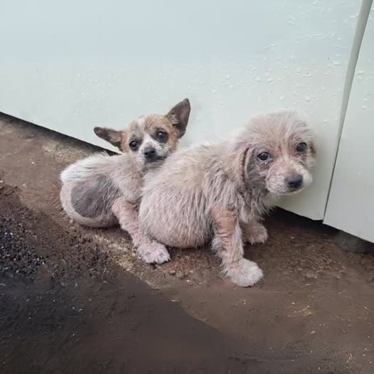 Two abandoned puppies just stood there, shivering, begging for help from passersby