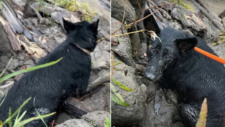 A Bystander Stunned to Witness the Abandonment of a Pregnant Dog from a Moving Vehicle Amidst Heavy Rain