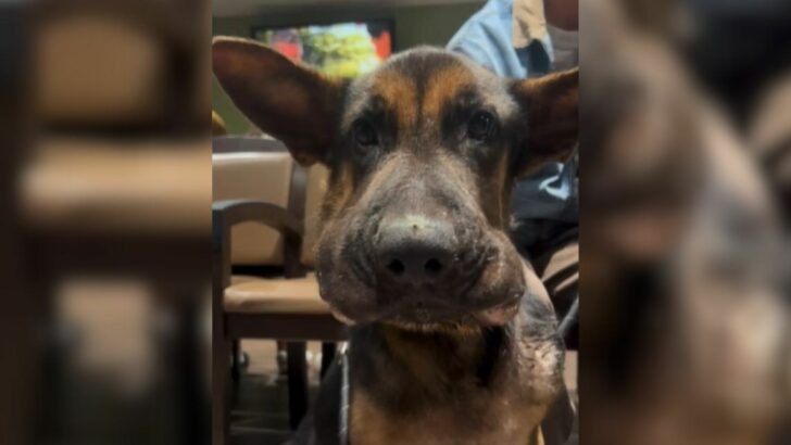 Abandoned, swollen puppy was left by his owner at a hospital in California and is now looking for a truly loving family