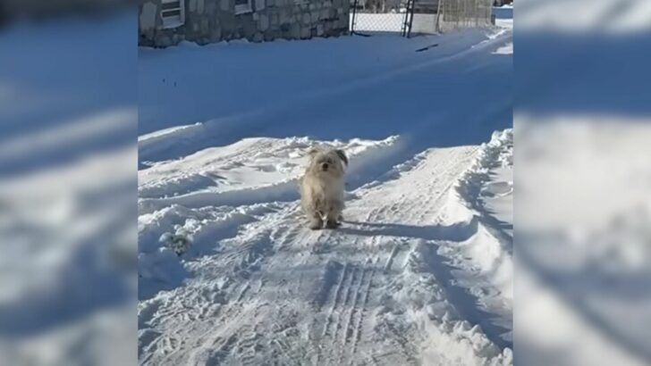 A Missouri rescuer undertook significant efforts to save a frightened puppy from the frigid temperatures