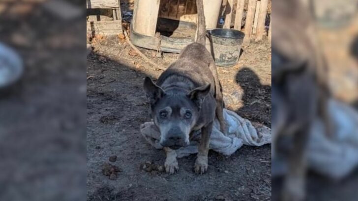 An elderly dog, previously confined outdoors in frigid temperatures, expressed immense joy upon encountering his rescuers