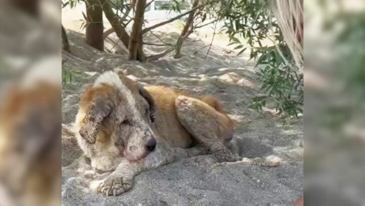 A 15-year-old dog, abandoned by her unfeeling owner and left to fend for herself on the streets, was inconsolable and unable to cease her crying