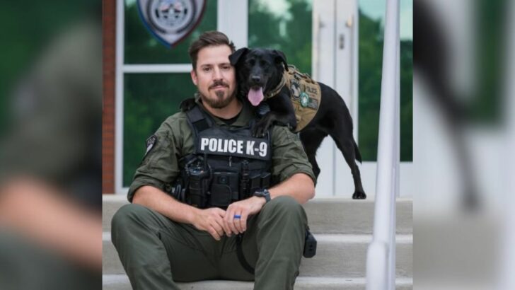 Charming Police Canine Demonstrates Her Ability to Ensure Global Safety While Captivating Hearts Simultaneously