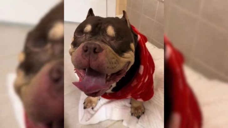 A visually impaired dog, relinquished by its owners, was on the verge of being euthanized when an unforeseen event occurred